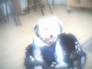 c DIANA la chienne de ma cousine fati fleur